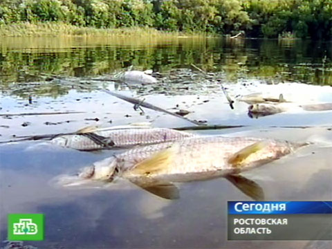 рыболовные хозяйства дона рыболовные хозяйства дона