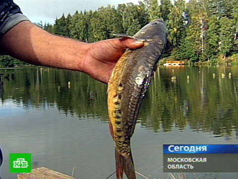 последний закон о рыбалке 2016 последний закон о рыбалке 2016