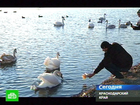 рыбалка в краснодарском крае лебеди рыбалка в краснодарском крае лебеди
