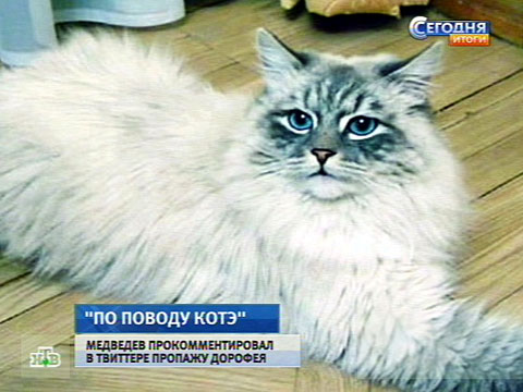 кот медведева дорофей фото онлайн кот медведева дорофей фото