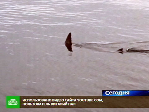 Акула Владивосток
