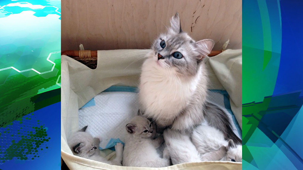 кот медведева дорофей фото онлайн кот медведева дорофей фото