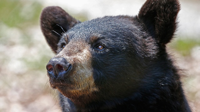В Канаде черный медведь растерзал туриста