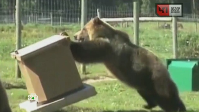 Диких медведей предложили прочиповать и отслеживать с помощью ГЛОНАСС