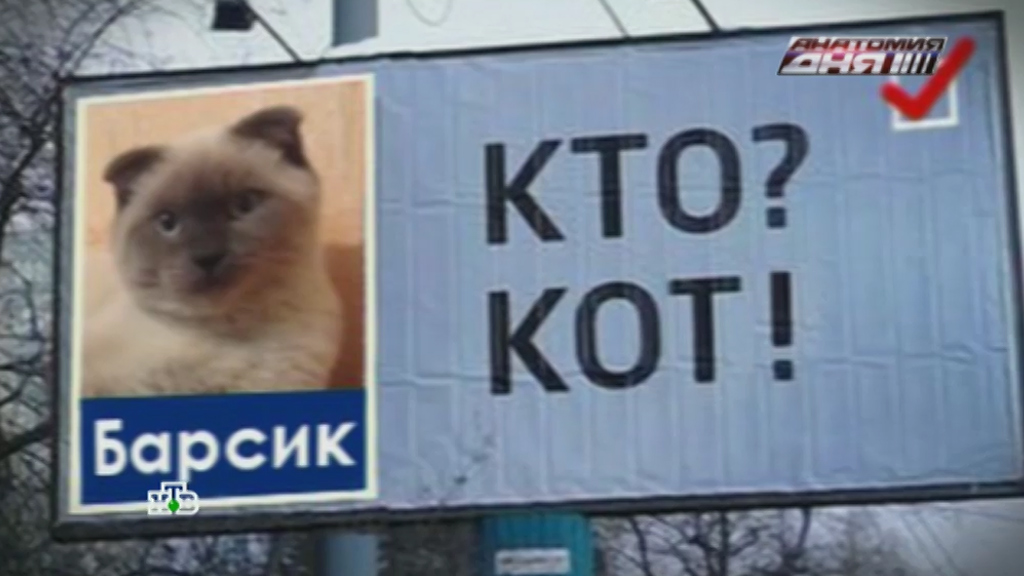 Видео Про Кота Барсика Видео Про Кота Барсика