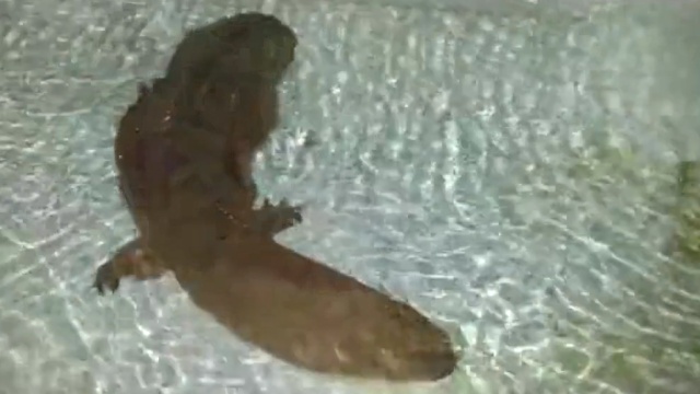 В китайской пещере нашли гигантскую 200-летнюю саламандру. животные Китай