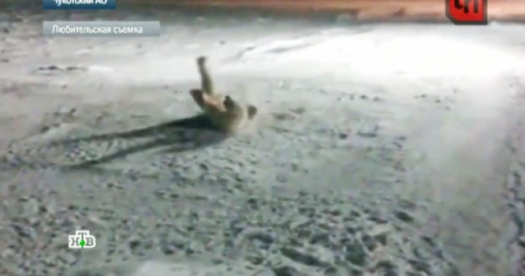 повар и белый медведь видео повар и белый медведь видео