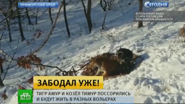 амур и тимур укусил видео амур и тимур укусил видео