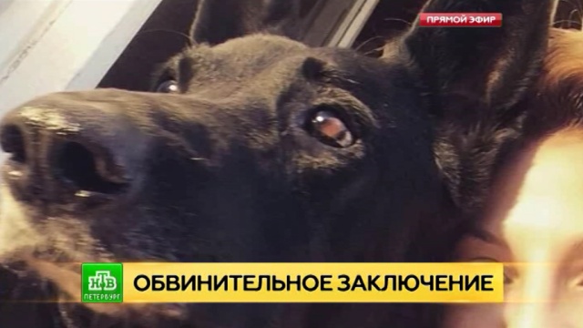 Убивший овчарку петербуржец ответит за жестокость в суде.
Санкт-Петербург, жестокость, животные, собаки.
НТВ.Ru: новости, видео, программы телеканала НТВ Убивший овчарку петербуржец ответит за жестокость в суде.
Санкт-Петербург, жестокость, животные, собаки.
НТВ.Ru: новости, видео, программы телеканала НТВ