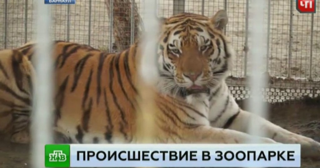 тигра картинка тигра картинка