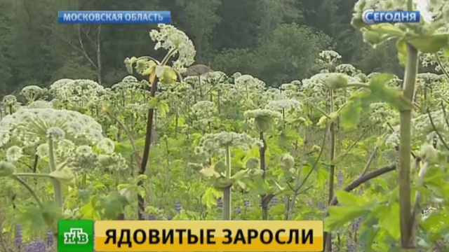 В Подмосковье гусениц отправили на войну с борщевиком.
Костромская область, Московская область, сельское хозяйство.
НТВ.Ru: новости, видео, программы телеканала НТВ В Подмосковье гусениц отправили на войну с борщевиком.
Костромская область, Московская область, сельское хозяйство.
НТВ.Ru: новости, видео, программы телеканала НТВ