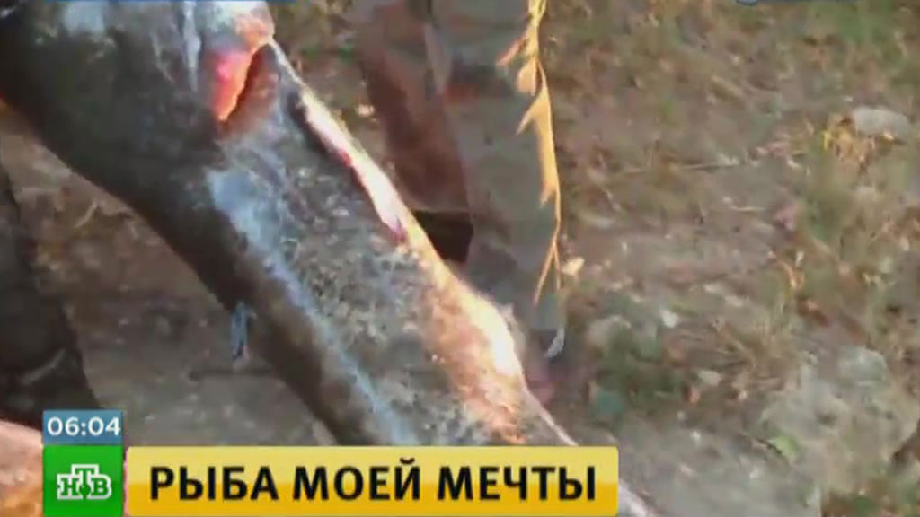 Ведущая новостей на канале россия 2