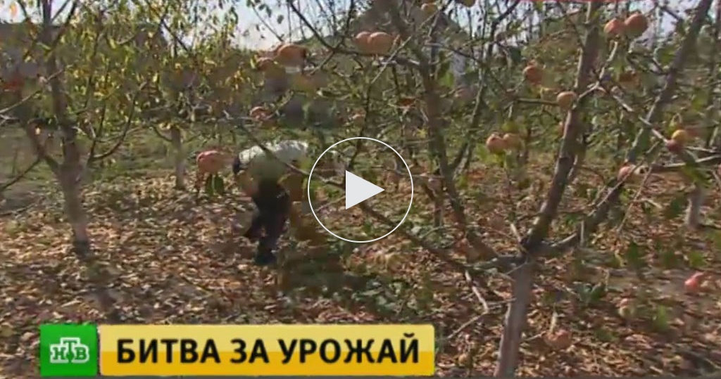 Огород краснодарского края Огород краснодарского края
