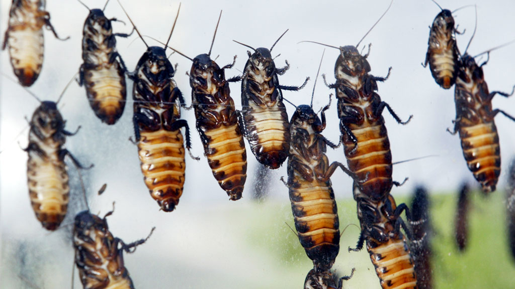 В Японии остановили завод из-за найденного таракана