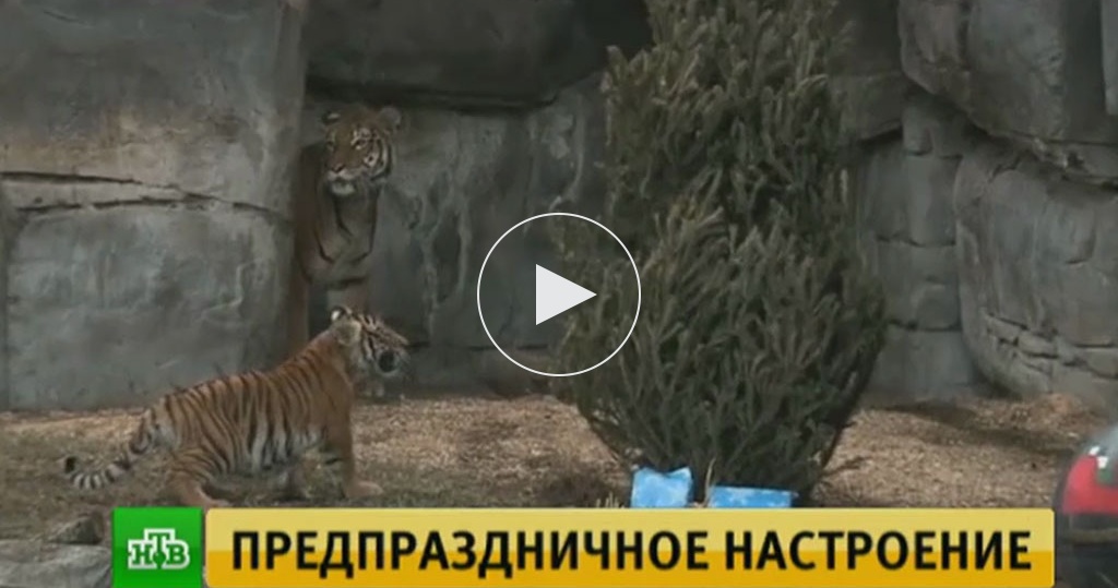 Как приготовить хрустящую рульку в духовке