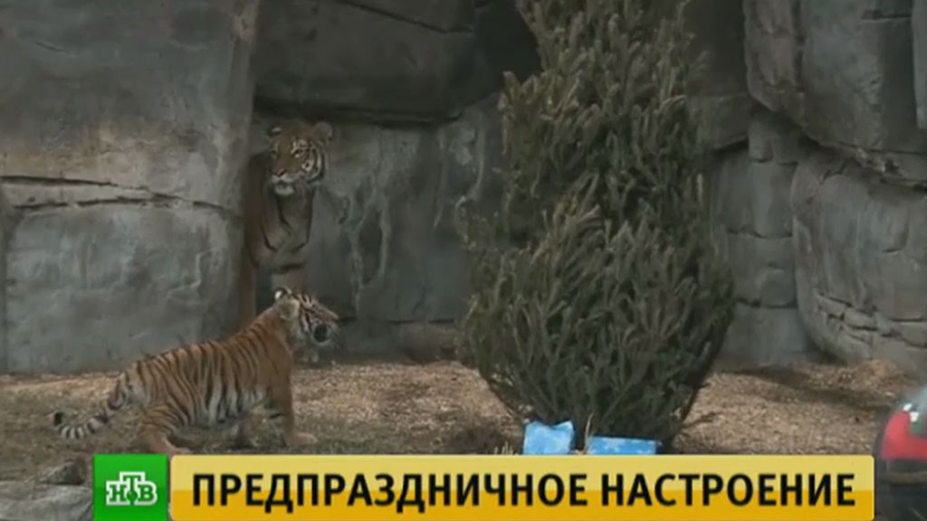 Сонник жарить картошку и есть
