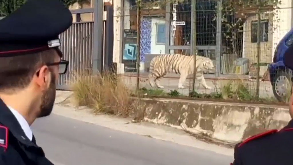 Тигр в Италии убежал из цирка в поисках кухни