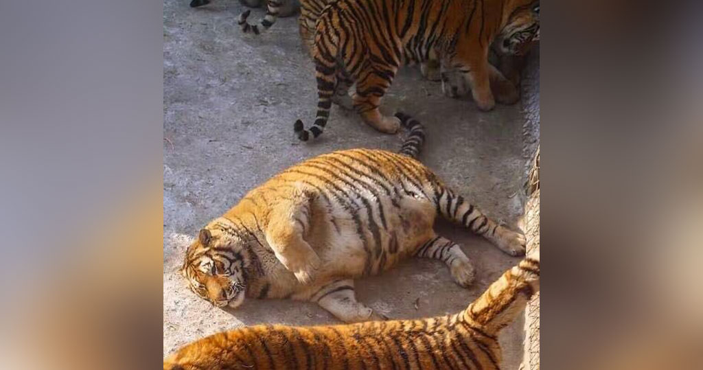 Разжиревшие амурские тигры покорили Интернет