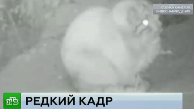 Ведущий новостей канала нтв