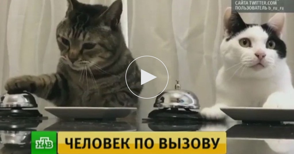 коты фото видео онлайн коты фото видео
