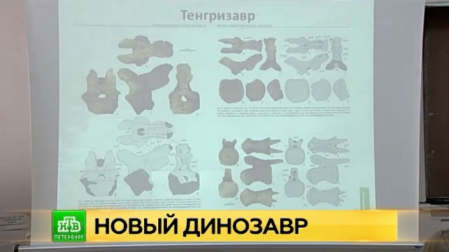 В СПбГУ рассказали о новом роде динозавров, живших в Забайкалье.
Санкт-Петербург, вузы, динозавры, наука и открытия.
НТВ.Ru: новости, видео, программы телеканала НТВ В СПбГУ рассказали о новом роде динозавров, живших в Забайкалье.
Санкт-Петербург, вузы, динозавры, наука и открытия.
НТВ.Ru: новости, видео, программы телеканала НТВ