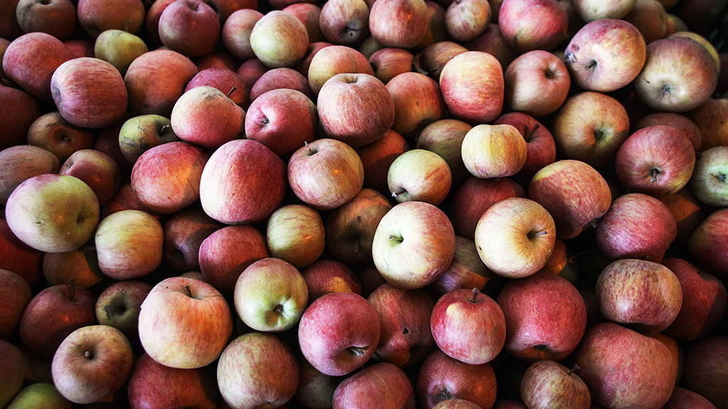 В РФ пытались ввезти 100 тонн польских яблок в виде крахмала