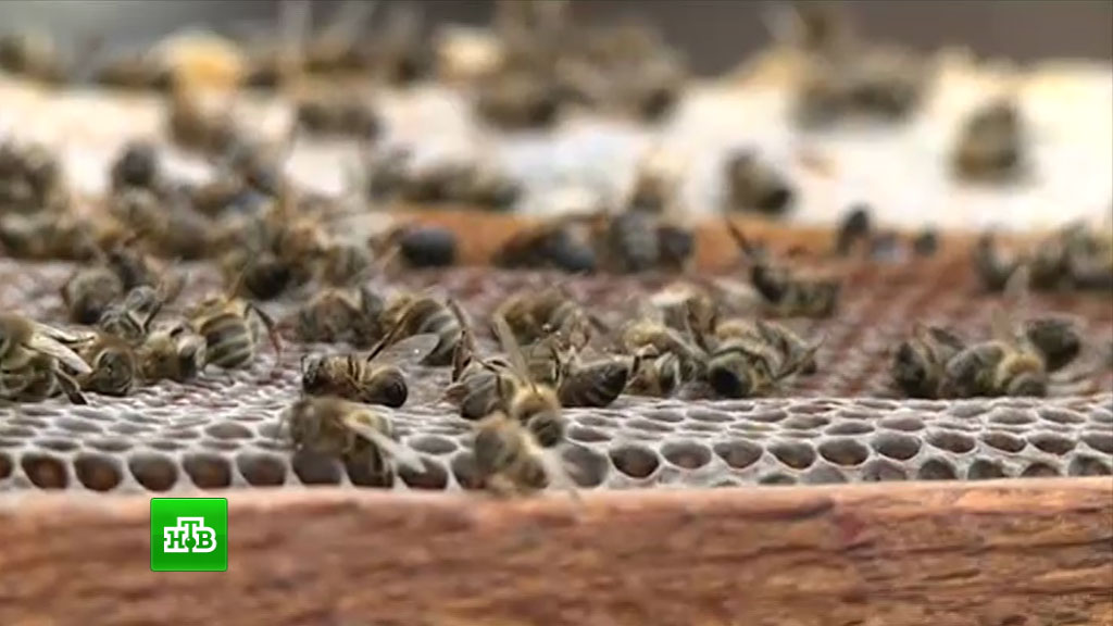 Ученые бьют тревогу: вымирание пчел несет угрозу человечеству