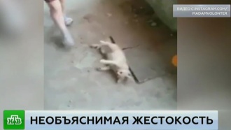 Полиция отгоняет разгневанных жителей от дома самарской живодерки.
дети и подростки, жестокость, животные, Самарская область.
НТВ.Ru: новости, видео, программы телеканала НТВ