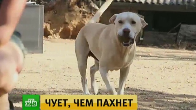 В Испании пес-диагност вынюхивает рак легких на ранней стадии.
болезни, Испания, медицина, наука и открытия, онкологические заболевания, собаки.
НТВ.Ru: новости, видео, программы телеканала НТВ В Испании пес-диагност вынюхивает рак легких на ранней стадии.
болезни, Испания, медицина, наука и открытия, онкологические заболевания, собаки.
НТВ.Ru: новости, видео, программы телеканала НТВ
