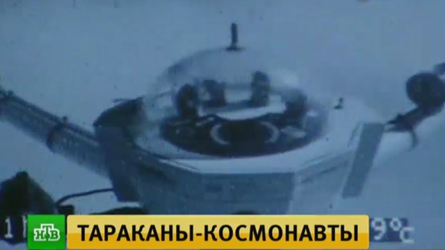 В Подмосковье школьники запустили в стратосферу мадагаскарских шипящих тараканов.
Московская область, дети и подростки, космос, насекомые, наука и открытия.
НТВ.Ru: новости, видео, программы телеканала НТВ В Подмосковье школьники запустили в стратосферу мадагаскарских шипящих тараканов.
Московская область, дети и подростки, космос, насекомые, наука и открытия.
НТВ.Ru: новости, видео, программы телеканала НТВ