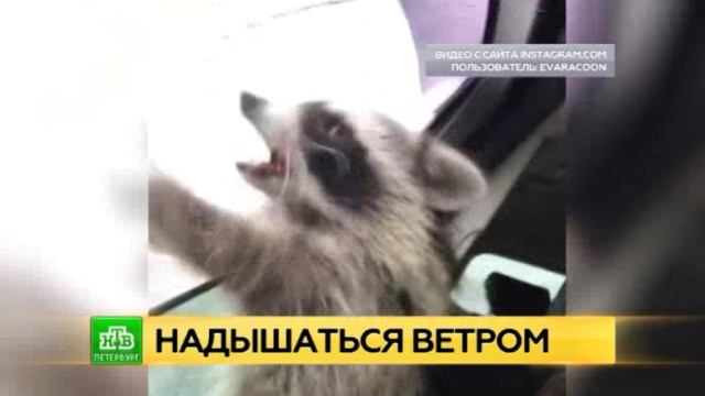 ева лови видео ева лови видео