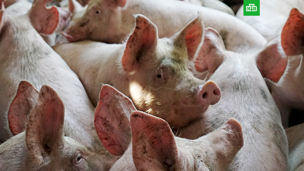 ЕС потребовал от России компенсации за «незаконное» эмбарго на ввоз свинины