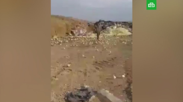 Орда вылупившихся на свалке цыплят атаковала грузинский город.
Грузия, птицы.
НТВ.Ru: новости, видео, программы телеканала НТВ Орда вылупившихся на свалке цыплят атаковала грузинский город.
Грузия, птицы.
НТВ.Ru: новости, видео, программы телеканала НТВ