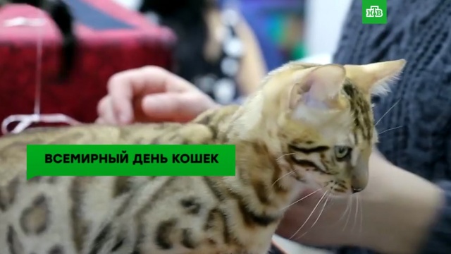 Без кота и жизнь не та: во всем мире отмечают День кошек.
ЗаМинуту, животные, кошки.
НТВ.Ru: новости, видео, программы телеканала НТВ Без кота и жизнь не та: во всем мире отмечают День кошек.
ЗаМинуту, животные, кошки.
НТВ.Ru: новости, видео, программы телеканала НТВ