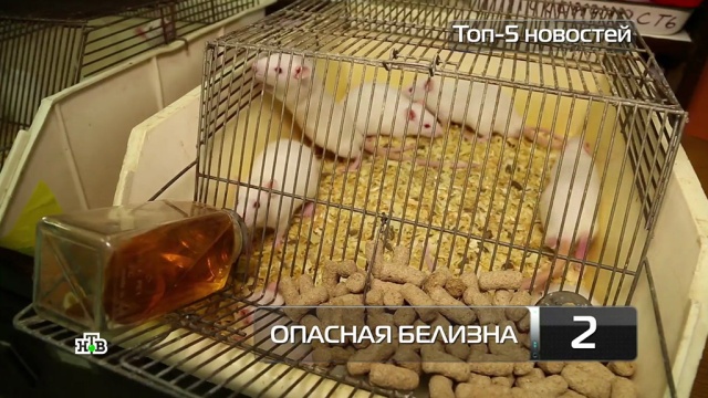 Топ-5 новостей из мира науки и технологий по версии «Чуда техники», 26 мая.
здоровье, изобретения, медицина, наука и открытия, роботы, технологии.
НТВ.Ru: новости, видео, программы телеканала НТВ Топ-5 новостей из мира науки и технологий по версии «Чуда техники», 26 мая.
здоровье, изобретения, медицина, наука и открытия, роботы, технологии.
НТВ.Ru: новости, видео, программы телеканала НТВ