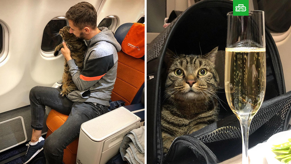 Очень толстого кота не пустили в самолет