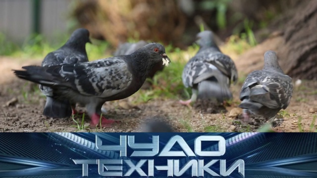 Почему не стоит кормить голубей и чем опасны офисные кресла? «Чудо техники» в воскресенье в 11:00.
НТВ.Ru: новости, видео, программы телеканала НТВ Почему не стоит кормить голубей и чем опасны офисные кресла? «Чудо техники» в воскресенье в 11:00.
НТВ.Ru: новости, видео, программы телеканала НТВ