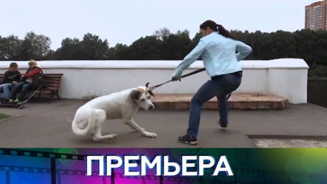 «Кто в Доме хозяин?» программа о том, как найти общий язык с питомцами, в субботу в 09:10.
НТВ.Ru: новости, видео, программы телеканала НТВ «Кто в Доме хозяин?» программа о том, как найти общий язык с питомцами, в субботу в 09:10.
НТВ.Ru: новости, видео, программы телеканала НТВ
