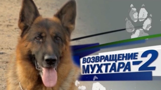 как принимать ярсагумба как принимать ярсагумба