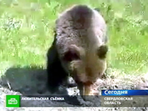 Новости сахалина сегодня фото выживший от нападения медведя фото