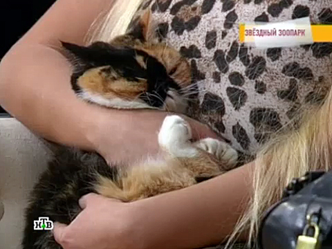 http://img2.ntv.ru/home/news/20120314/siski.jpg