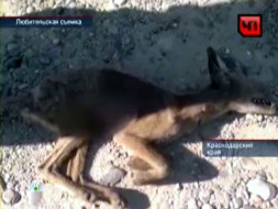 кто такой чупакабра видео