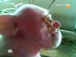кто такой чупакабра видео