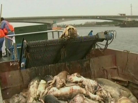 Более 900 мертвых свиней плавали в шанхайской реке