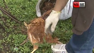 кто такой чупакабра видео
