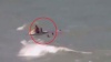 акула на детском празднике видео. Смотреть фото акула на детском празднике видео. Смотреть картинку акула на детском празднике видео. Картинка про акула на детском празднике видео. Фото акула на детском празднике видео
