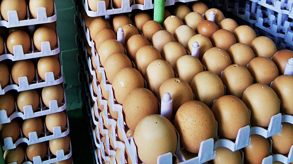 Сколько стоят яйца 2024. Яйца в магазине. Яйца на прилавке. Упаковка яиц супермаркет. Выбор яиц в магазине.