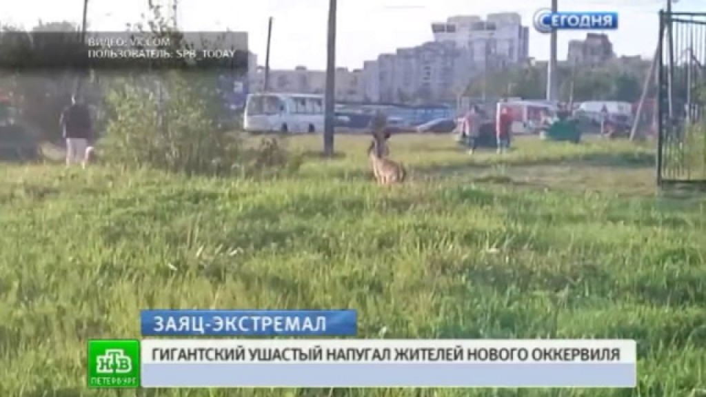 Невский район цветы Невский район цветы