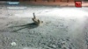 Повар-полярник взорвал медведя ради забавы: видео