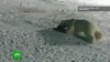 Эксперты: чукотский медведь мог выжить после взрыва петарды в пасти